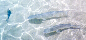 Fishes in Hanauma